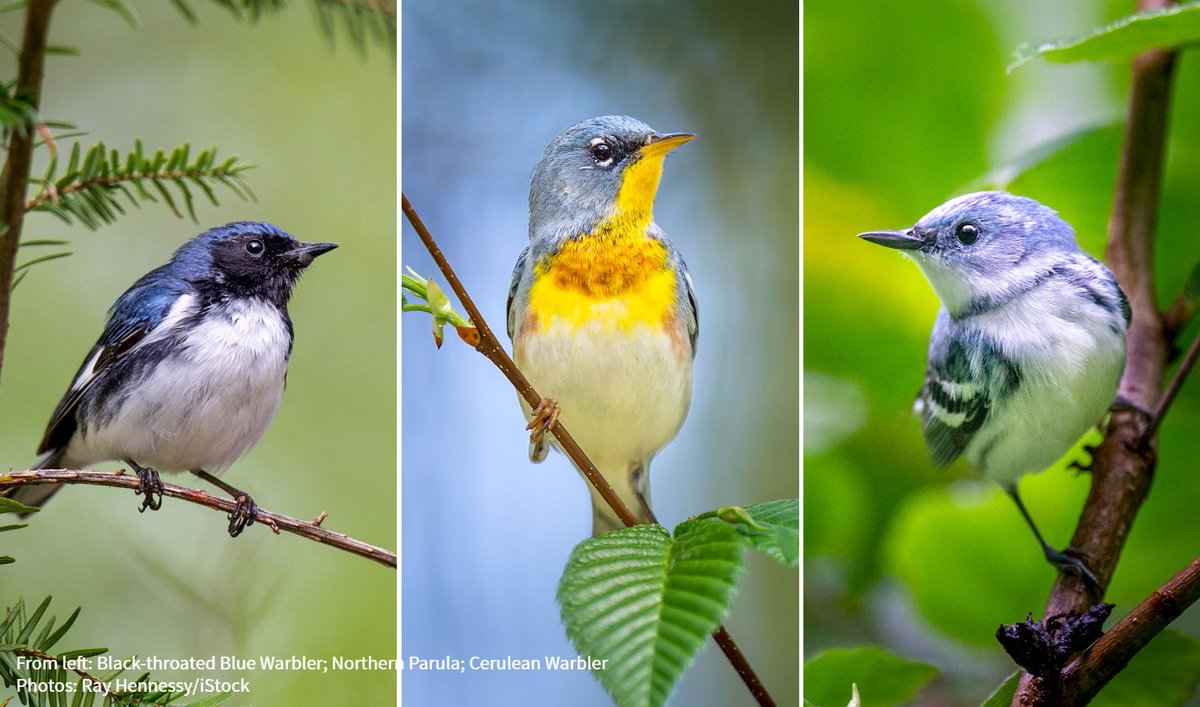 Audubon Society tweet media