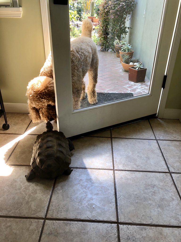 —not intimidated. Charlie even tried to get Eddie to follow him back outside, but I think Eddie thought he’d chased Charlie out of the house, thus cementing his dominance in the hierarchy. Theirs is a perfect relationship - based on total miscommunication.