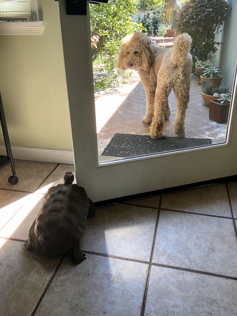 —not intimidated. Charlie even tried to get Eddie to follow him back outside, but I think Eddie thought he’d chased Charlie out of the house, thus cementing his dominance in the hierarchy. Theirs is a perfect relationship - based on total miscommunication.