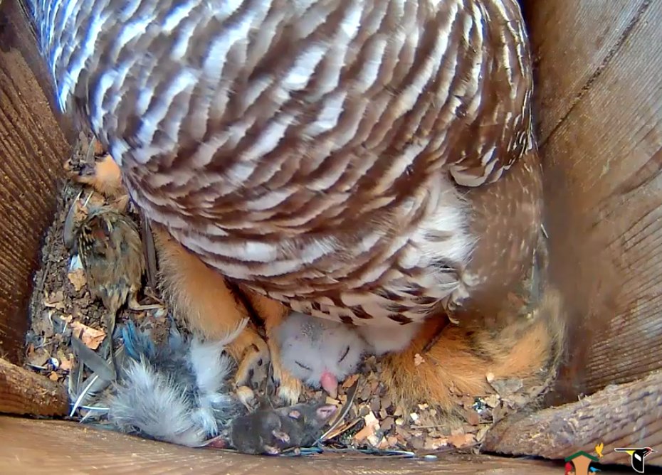 cleaverlab's tweet image. Finally grabbing lunch. Packed Zoom/GoToMeeting day. 

Bird update (desktop webcam feeds): 
- pandemonium at the bird feeder
- owl babies getting active, squirrel now eaten
- osprey still sitting on eggs
- baby albatross sleeping #alwaysalone (NZ)

allaboutbirds.org/cams/barred-ow…