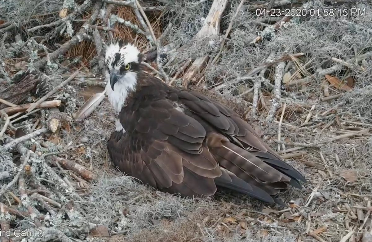 cleaverlab's tweet image. Finally grabbing lunch. Packed Zoom/GoToMeeting day. 

Bird update (desktop webcam feeds): 
- pandemonium at the bird feeder
- owl babies getting active, squirrel now eaten
- osprey still sitting on eggs
- baby albatross sleeping #alwaysalone (NZ)

allaboutbirds.org/cams/barred-ow…