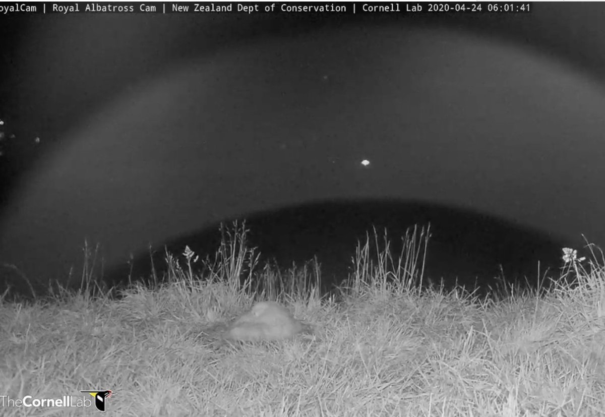 cleaverlab's tweet image. Finally grabbing lunch. Packed Zoom/GoToMeeting day. 

Bird update (desktop webcam feeds): 
- pandemonium at the bird feeder
- owl babies getting active, squirrel now eaten
- osprey still sitting on eggs
- baby albatross sleeping #alwaysalone (NZ)

allaboutbirds.org/cams/barred-ow…