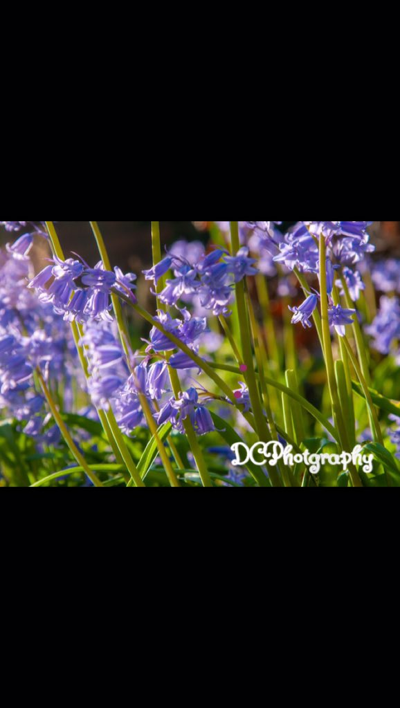 Bluebells 💜

#photography #amateurphotography #bluebells #spring #flowers #nature #park #DCPhotography