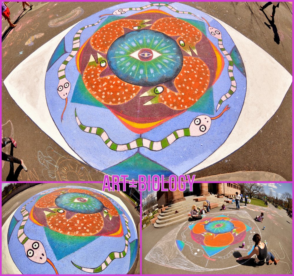 ArtBioCollab's tweet photo. 🐍👁️Visual-Eyes-Art —#TBT to celebrating the biodiversity of Animal Eyes + #VisualEcology via our participatory #ChalktheWalk #ScienceMural at the 2014 Cambridge Science Festival! 💚 We miss @CambSciFest! #ArtScience #SciComm via #PublicArt https://t.co/Hba4eVw8ju