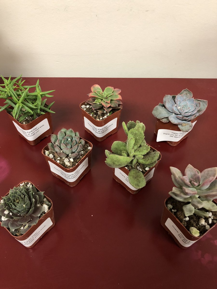 dxing11's tweet photo. Happy belated Earth Day!! Had so much fun recognizing our team for all their hard work with a baby succulent! 🌍❤️ #T1419 #worksomewhereyou❤️ https://t.co/BCIptEgSEF