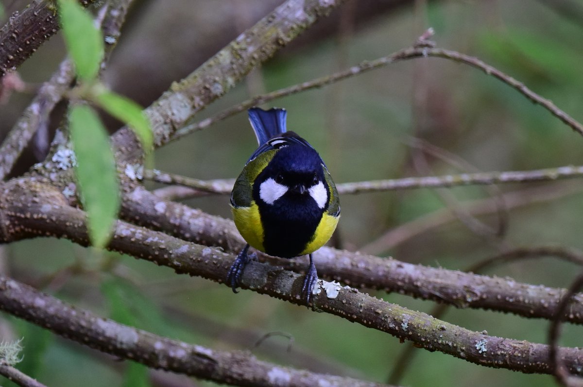 My favorite #FRONTBIRD again!

#GreenBackedTit #青背山雀. The East Asian version of Great Tit!

#Taiwan #TaiwanBirdGuide #birding #birdtour #TaiwanEndemicSubspecies