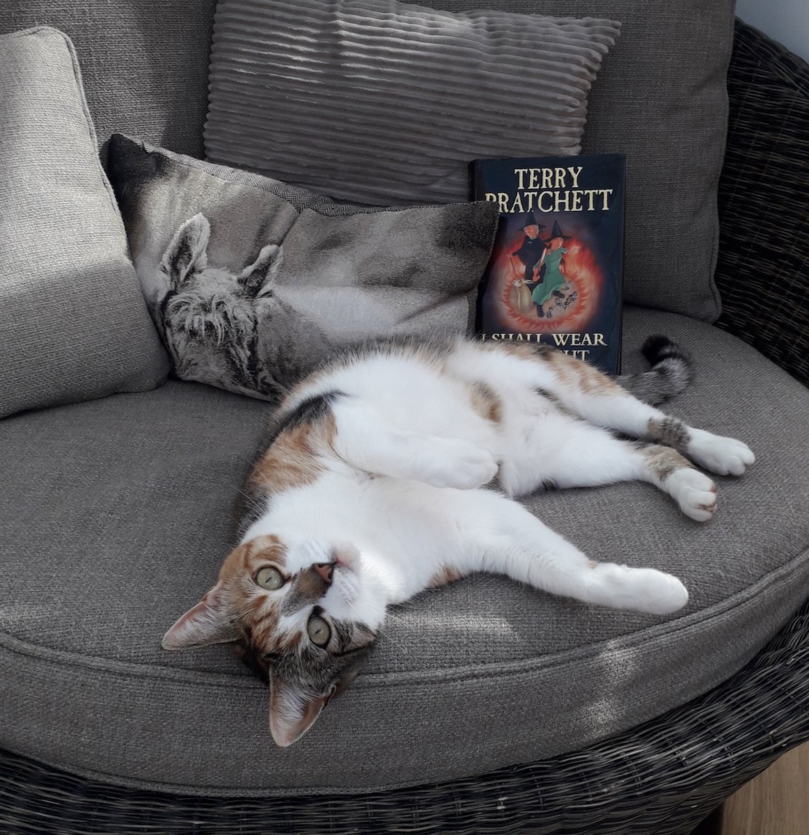 Claire from  #Girvan Library and her lovely fur babies  are reading 'I Shall Wear Midnight' together by Terry Pratchet. Claire says it's the perfect book to escape with just now.  #ReadingHour  #WorldBookNight