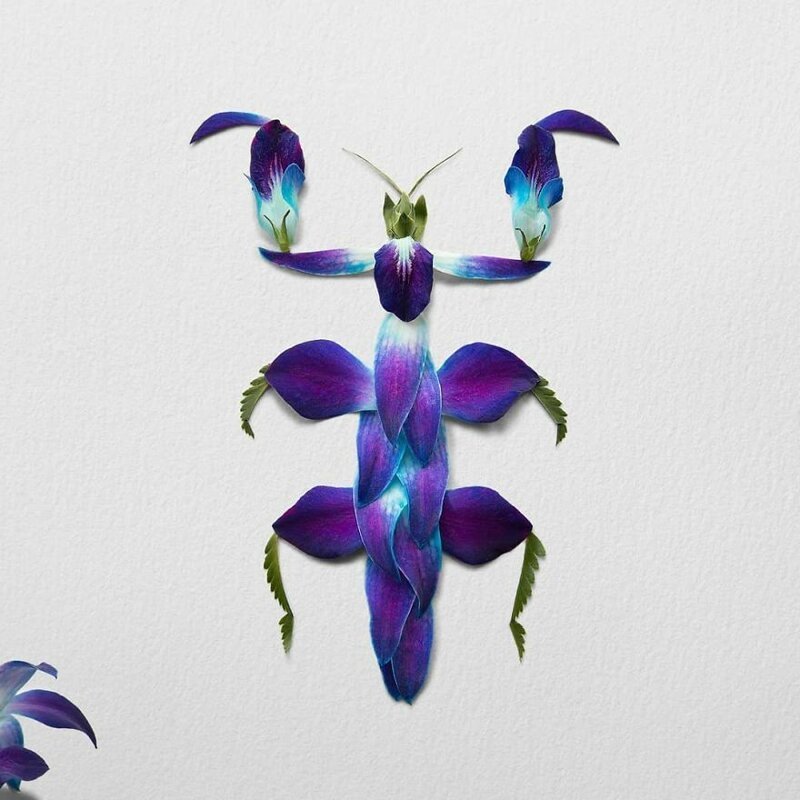 Ананас цветет. Цветок превращается в. Цветок апостола. Превращение в растение. Wisteria sinensis глициния китайская.