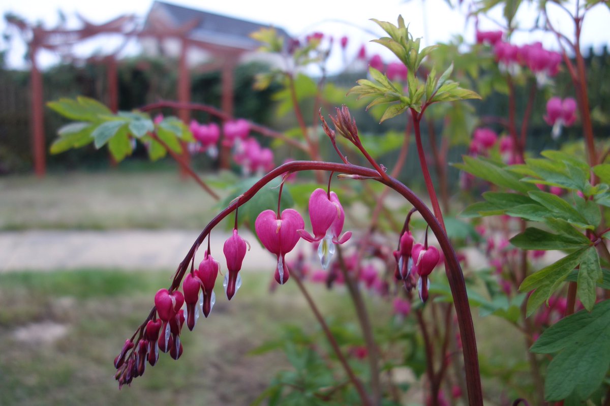 Quiet corner, the sixth of 21 consecutive nights in a #bivvy to raise funds for <a href="/SARDAScotland/">SARDA Scotland</a> In amongst my favourite garden plants- Peony and Dicentra. Slept in this position to avoid an accidental evening snack of the toxic Dicentra. #lockdown #Corvid19
