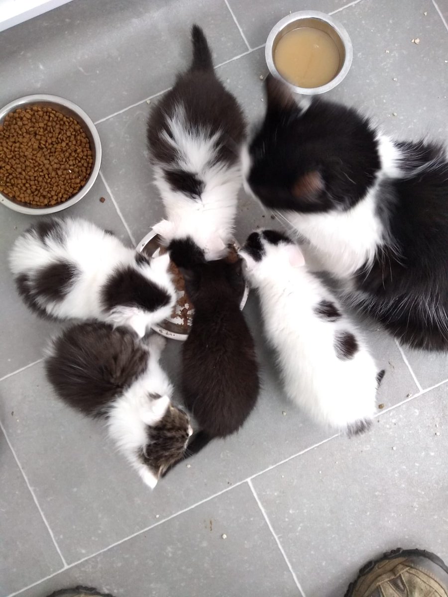 Twitter fam, we need you!!! Need sustainable ideas to make money whilst we are in this situation! We've not been able to open the shop since the 16th of March, summer shows have been cancelled  and we need to be able to look after as many cats as we can! We need you #KCCArmy