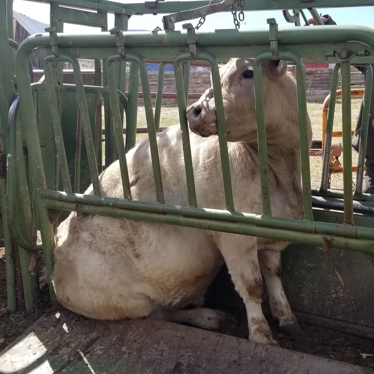 CatalystCattle's tweet photo. Sitting down on the job.. Murray Grey bull tricks! 
#catalystcattle #Montana #murraygrey #murraygreyinternational #sitting #bulls #tricks #cattle https://t.co/rrikk7yPQO