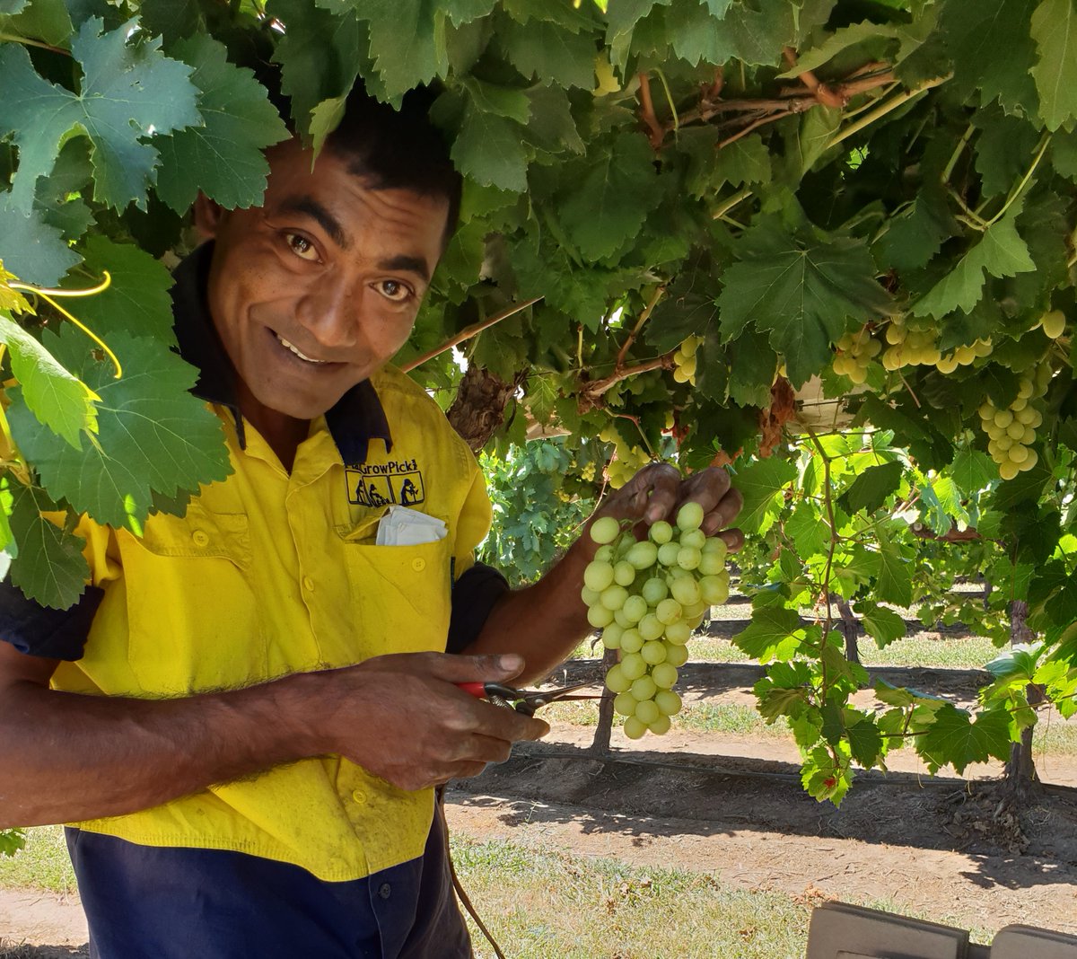 CHDCorp's tweet photo. SEASONAL WORKERS WELCOME | Strict #COVID19  protocols are being followed as seasonal workers arrive in the #CentralHighlandsQLD to help our horticultural producers prune and pick fruit. https://t.co/GdhZaAxH3i. Our seasonal workforce is critical to – and safe for – the region. https://t.co/rrGTFoaY9k