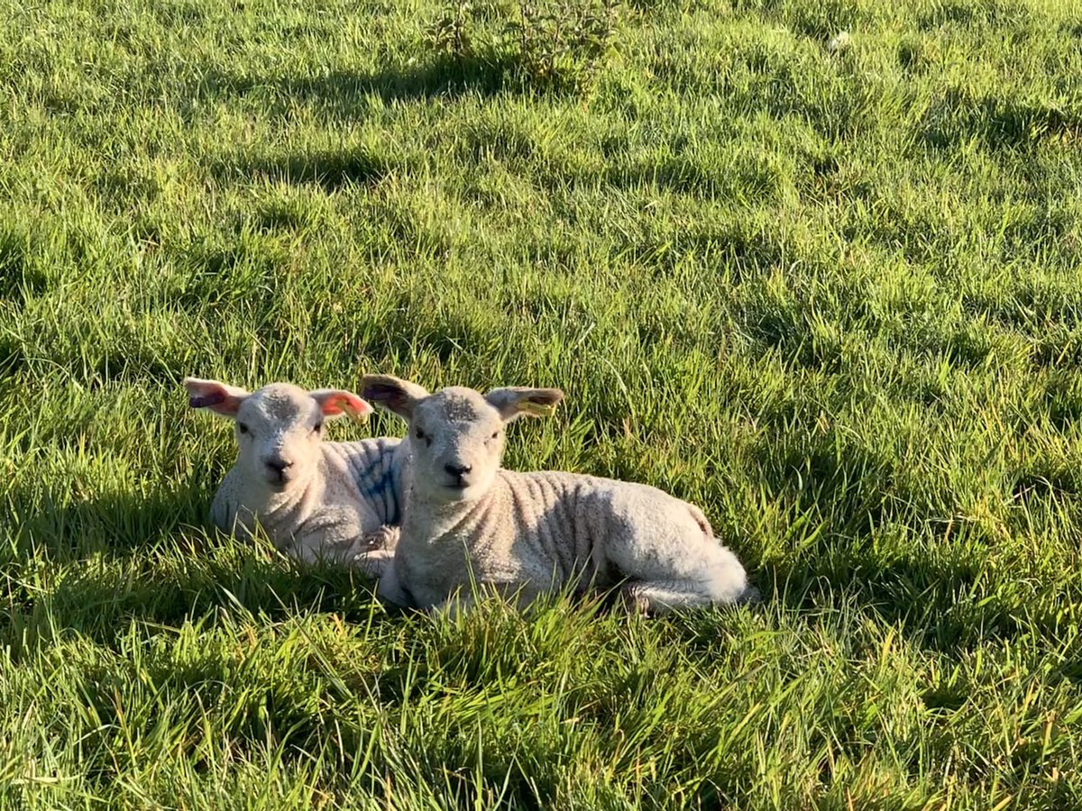simonpidgeon's tweet photo. So lambing is done for 2020. It’s the second year we’ve done it (as a hobby) and we’ve loved it! Lots of ups and downs, with the loss of a ewe and four lambs now turbo fuelled by @lamlacvolac. Reliable kit by @NettexAgri &amp; invaluable advice from @LesleyPerrett. #lockdownlambing https://t.co/KZOFXHtTV8