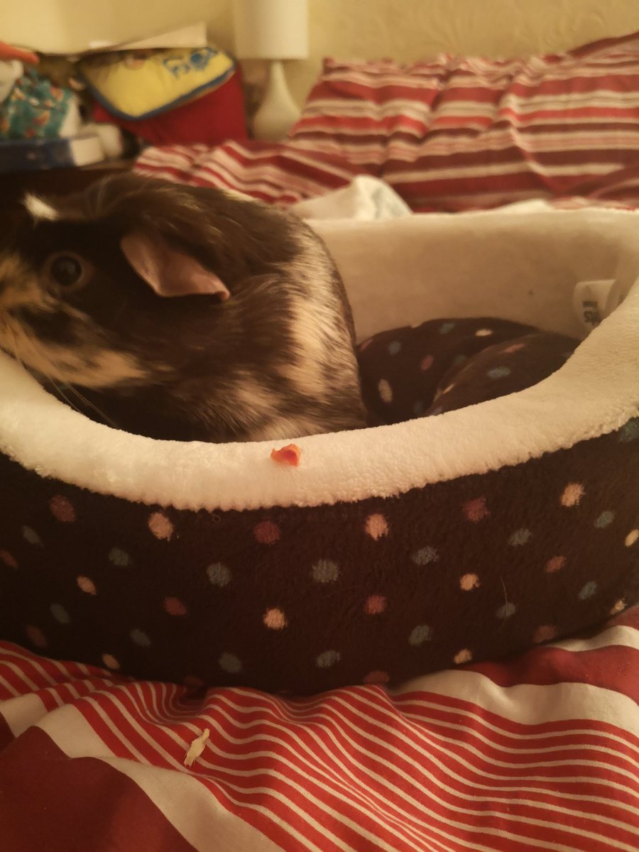 TheAutisticRN's tweet photo. Think this one approvers of her new bed #studentnurse #caringprofessional #WeNurses #WeDNs #WeLDNs #ActuallyAutisitc #nursing #nurseofinstagram #guineapiglove https://t.co/bOt7naboTm