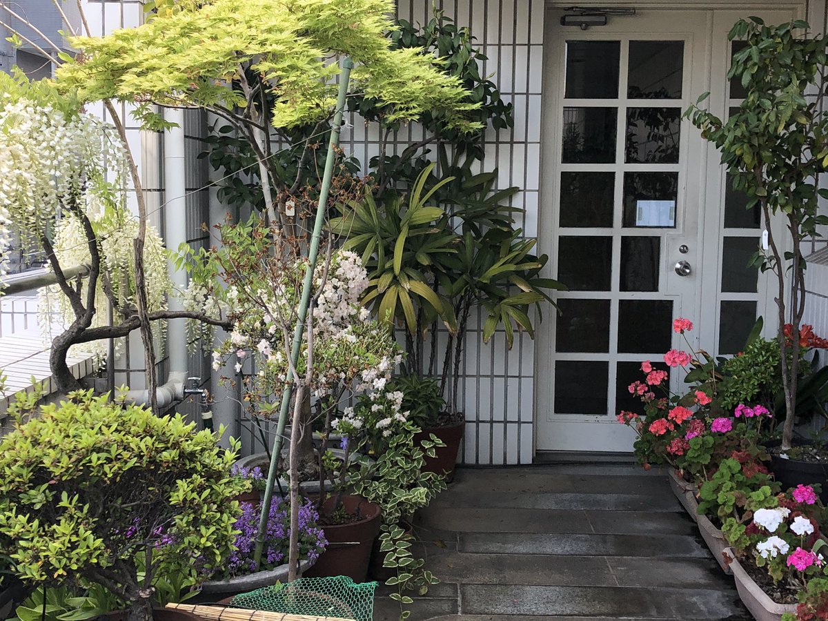 kakkimo's tweet photo. 春真っ盛りですね。今週も花がたくさん咲いています。
花の受付を通って来社ください。
#コロナ対策 #時差出勤 #春の朝 #花のある暮らし #香りのある暮らし #deodorgarden #deodor https://t.co/hn3BkdtTT8