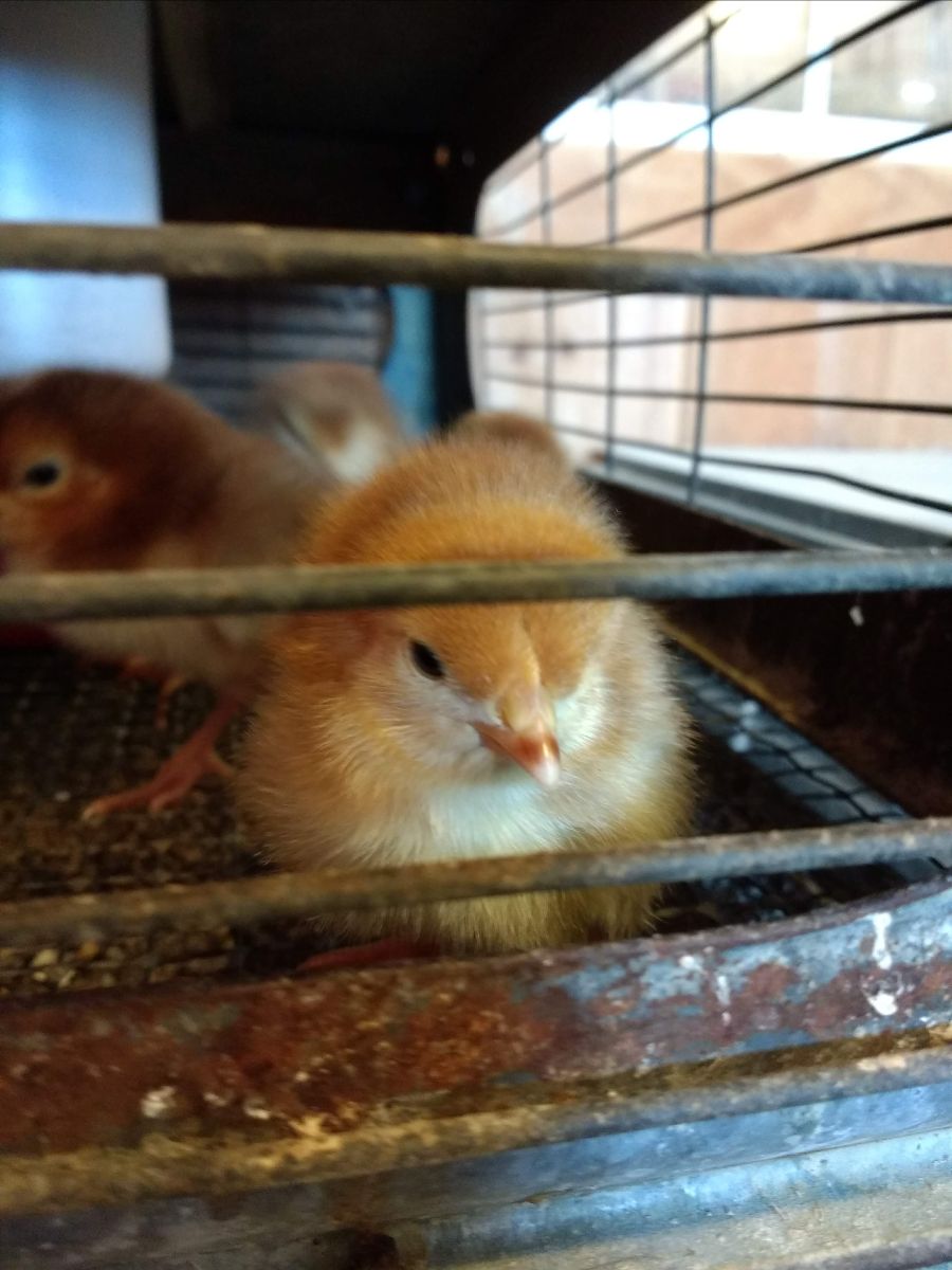 andysagway's tweet photo. Chicks are here! - https://t.co/aEzr9ONfIW https://t.co/CIpeuMS211 https://t.co/x8wyQeev8W