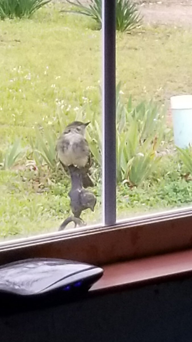 Henry91613168's tweet image. #MyOldNormal. A bird by my window