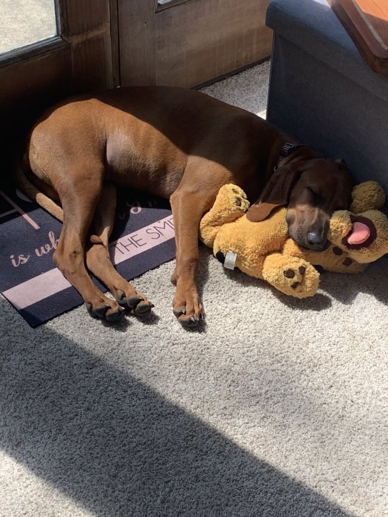 MrsSmithD158's tweet photo. We decided we needed company through the next month staying at home and into the summer months!

Meet our new puppy, Penny 🐾 ❤️

She is the worlds best snuggler and sleeps allllll day 💤 We love her! 

#QuarantinePuppy #FirstTimePetOwner https://t.co/E4svcCQmKm