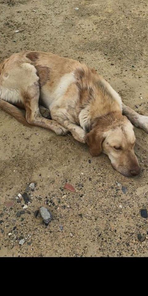 Sigue en la calle, *SE MUERE*
Nos llega el caso , toda la vida en la calle, una compañera lo ha estado alimentando pero está enfermo.. Cada día peor, apenas quiere comer,alguien que pueda hacerse cargo??? Nosotros no damos abasto X FAVORRRR🙏🏼🙏🏼🙏🏼. 
629720076(WhatsApp) Málaga.