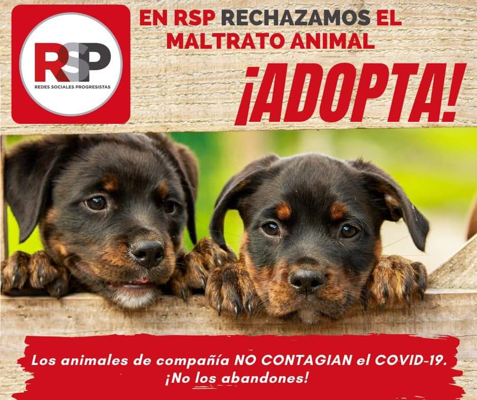 MiCuautlancingo's tweet photo. En RSP rechazamos el maltrato animal! ¡No los abandones!

♥️Así como nuestra amiga Martha Montero rescató de la calle a Pogiglio en noviembre de 2019, tú también dale una oportunidad de vida a estos excelentes seres vivos. ¡Adopta! 
Sé cómo Martha. 😌
#23deAbril https://t.co/bKT1GrHXHb
