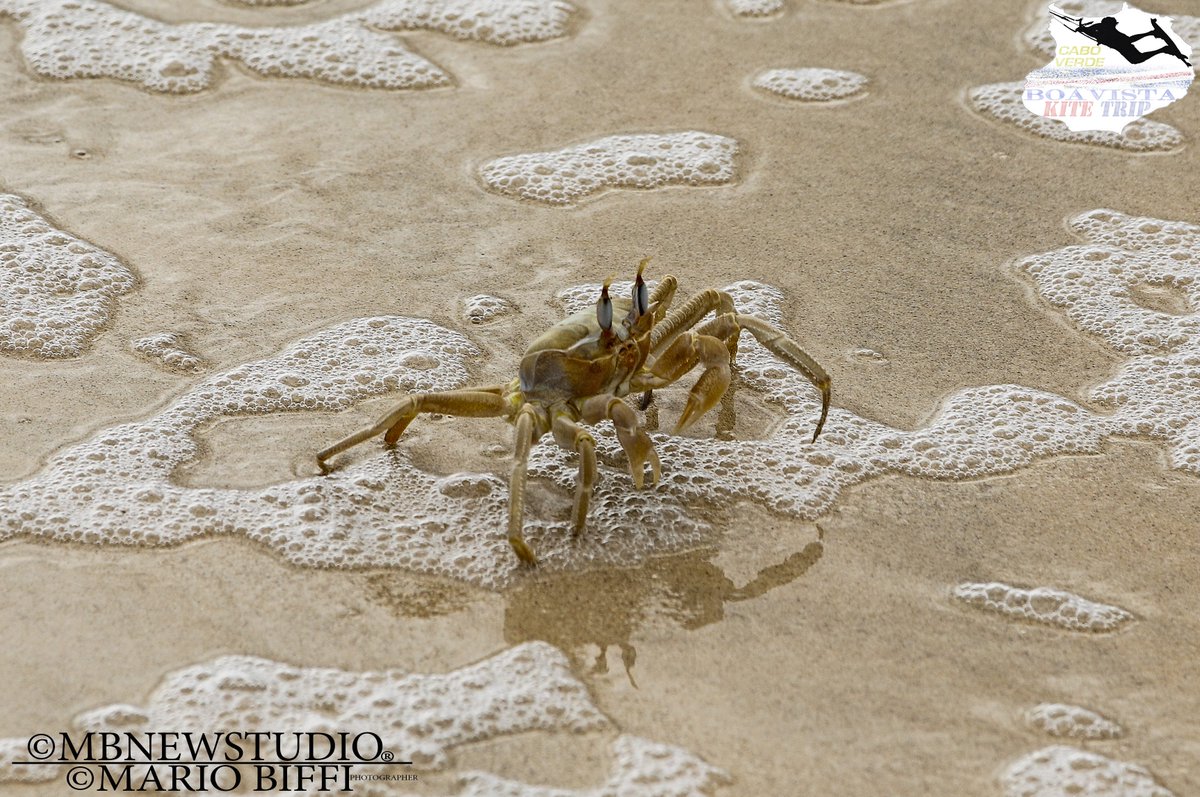 MBFOTOGRAFIA1's tweet photo. https://t.co/Lo8dyZTfXY #kites #CaboVerde #Boavista #SalRei #macrophoto #Bigwave #wave #photo #pic #photographer #landscape #photography #photographer #photooftheday #onde #focus #power #sea #seaphoto #crab #granchio #macro #macrofocus #macropic #shore #sport #viaggi #travel https://t.co/WyNxv3w0JZ