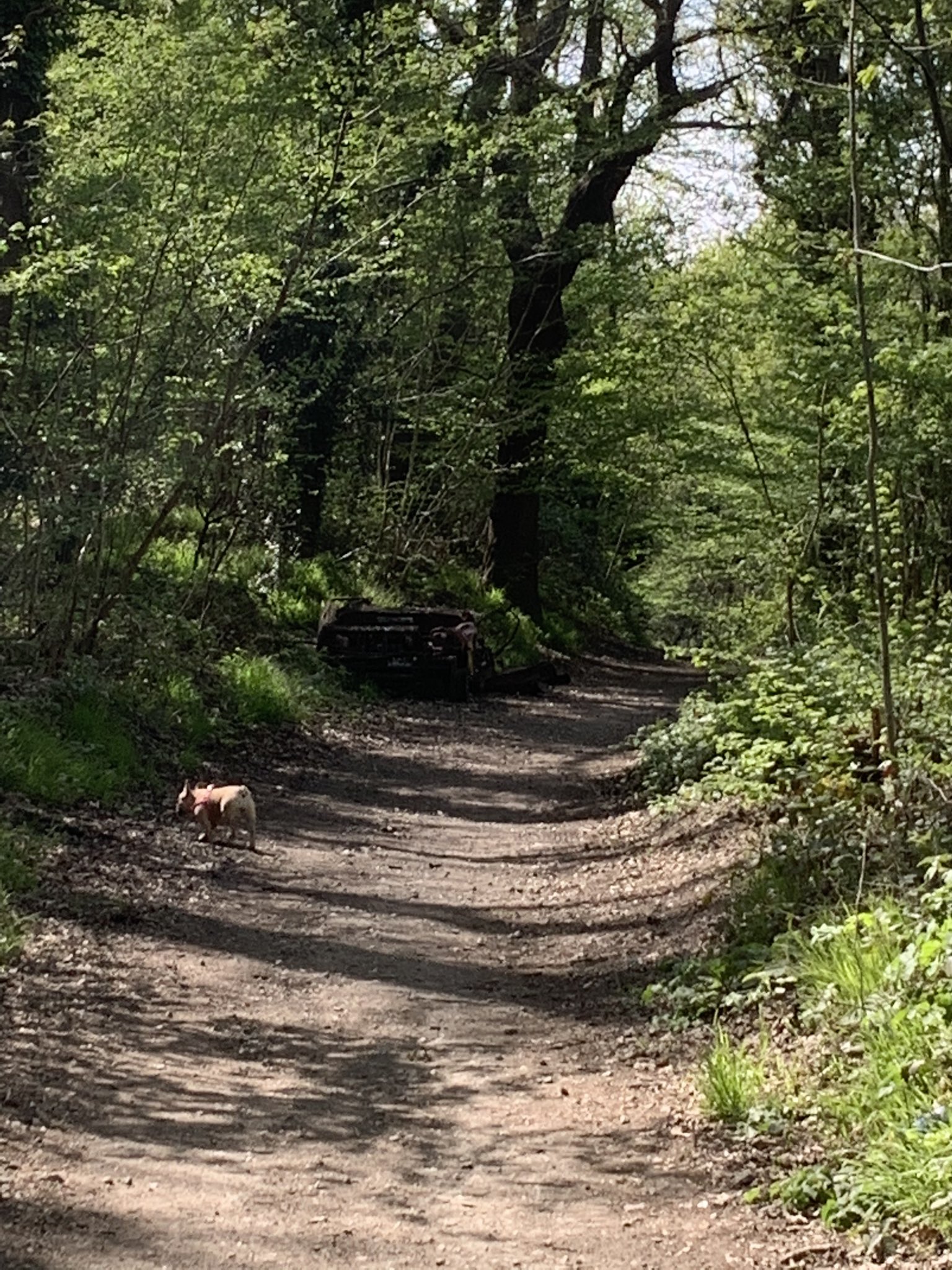 ¢σ¢σТНЄfяєи¢нιє💓 on Twitter "I went for a lovely walk up the sunny