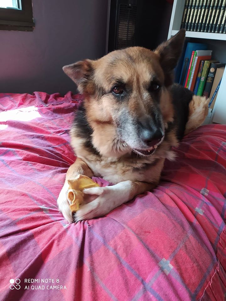 Àngela,tengo 8 años. Soy una pastora tirando a mini, así de tamaño muy apañao pa vivir en piso.Estoy enamorada de mi nueva cama XXL,no teníamos de esto en el albergue 😁
Me llevo bien con todos
Y no pido más que una familia amorosa animalesalrescateasturias@hotmail.com 
Asturias