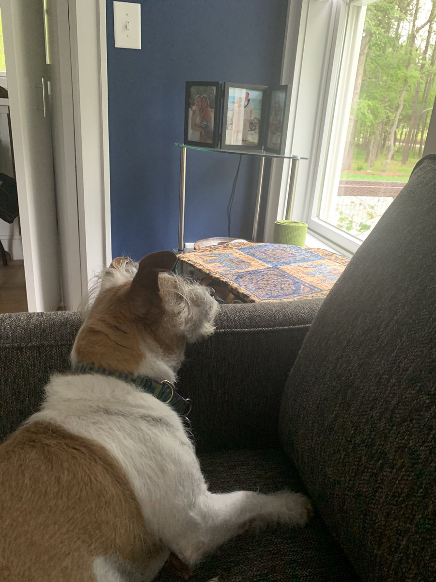 KristenKeys3's tweet photo. I hope if dogs ever take over the world, and they chose a king, they don't just go by size, because I bet there are some terriers with some good ideas. -Deep Thoughts by Louie https://t.co/i0fXO6TFcJ