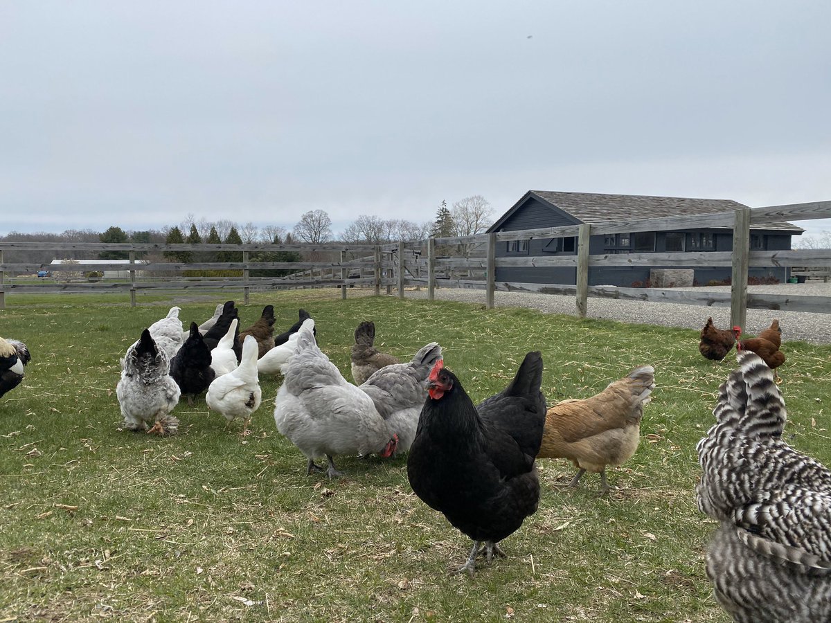 Today we had the pleasure of delivering a new flock to @thistledownfarm and their sweet dog, Bird! Sweet Bird knows how to mother these chicks like no dog I have ever seen.! A very special thank you to <a href="/wesgordon/">Ｗ Ｅ Ｓ  Ｇ Ｏ Ｒ Ｄ Ｏ Ｎ</a> and @paularnhold for your amazing hospitality and farm tour!