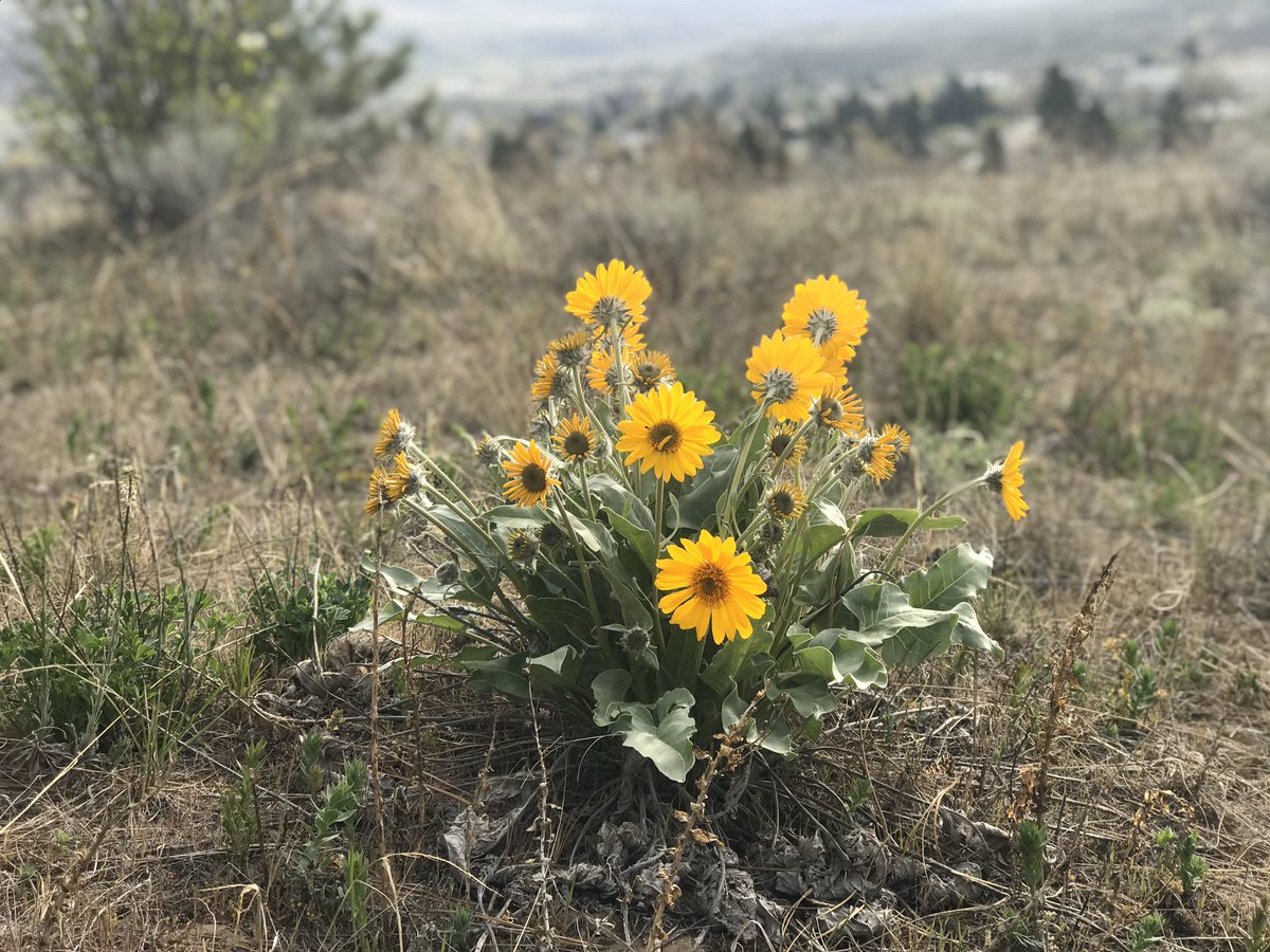 Look who’s blooming! Called tséts’elq in Secwepemctsin, balsamroot is a sunflower with a vitamin rich taproot that was a super important food and trade good on the Plateau. Small patches today are often remnants of plots cultivated over millennia.  #beforeBC