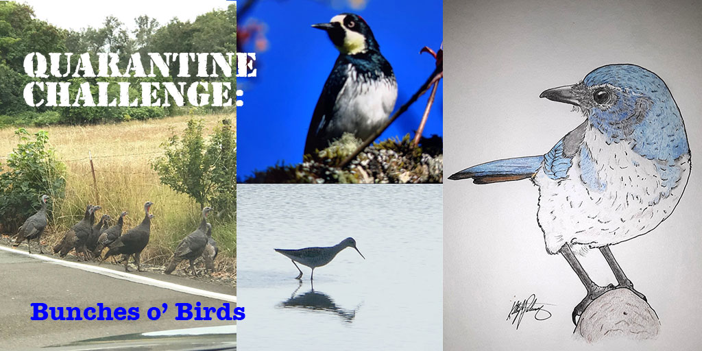 OSU Ocean11 (@ocean11osu) on Twitter photo Ocean11 QUARANTINE CHALLENGE! Each wk we’ve got a theme to get you outside. Create a post (photo, video, drawing) & send to ocean11osu@oregonstate.edu. Some posts from last wk’s theme Bunches O’ Birds. This wk’s theme is PET PAPARAZZI. Rise to the O11 Challenge! Be creative! Ocean11 QUARANTINE CHALLENGE! Each wk we’ve got a theme to get you outside. Create a post (photo, video, drawing) & send to ocean11osu@oregonstate.edu. Some posts from last wk’s theme Bunches O’ Birds. This wk’s theme is PET PAPARAZZI. Rise to the O11 Challenge! Be creative!