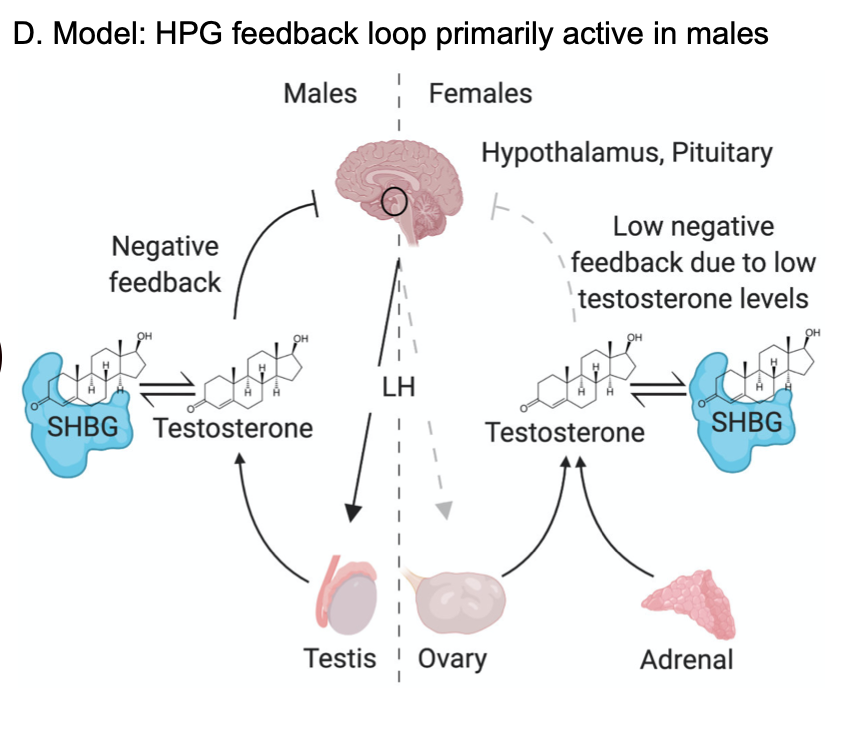 So our model is that biosynthesis is the single biggest factor in genetics of female testosterone levels. In males, there's a complicated dance between SHBG and HPG-axis function that winds up being much more important.