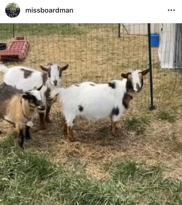 valley_ed's tweet photo. The school sheep are on lamb watch at Mrs. Melinoโs farm and the school goats are settling in at Miss Boardmanโs family farm. @hvrhs @CTFFAStateO #CTFFA #HVRHSFFA https://t.co/WwhQcOZHgz