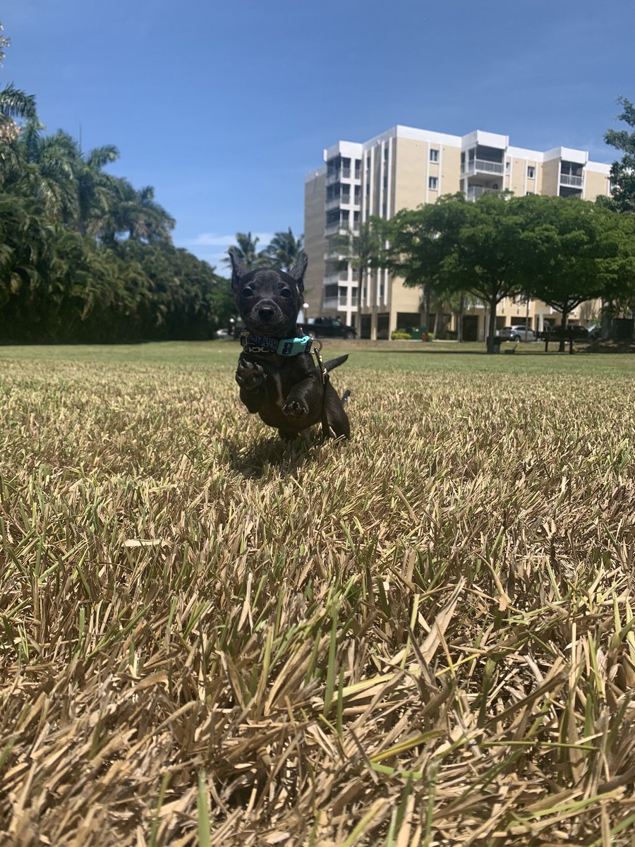 WPBF_BROOKE's tweet image. #runningdogs should be #trending