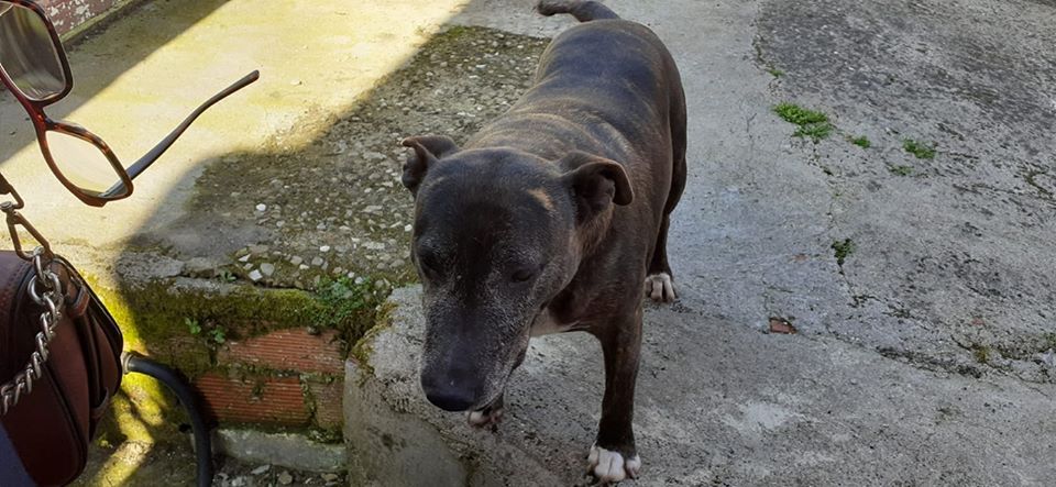 SosAbuelos1's tweet photo. Janis .Su padre humano ha fallecido,se ha quedado sola,    mayor,con una vida entera junto a un humano al que echará terriblemente de menos
Busca una familia para evitar que entre al refugio,a su edad y después de todo lo que ha vivido, no es justo. 697523385/667519646 Pontevedra https://t.co/BbHjafSaHh