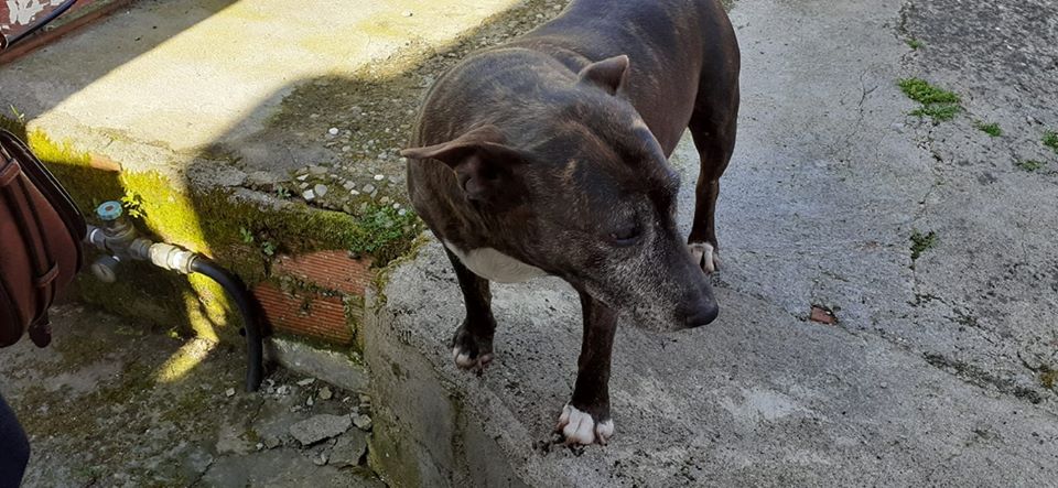 Janis .Su padre humano ha fallecido,se ha quedado sola,    mayor,con una vida entera junto a un humano al que echará terriblemente de menos
Busca una familia para evitar que entre al refugio,a su edad y después de todo lo que ha vivido, no es justo. 697523385/667519646 Pontevedra