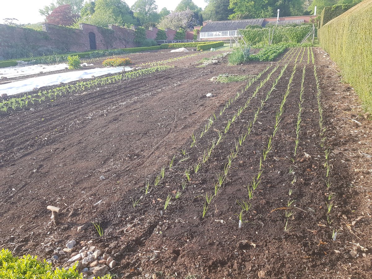 That'll be about 750 #onions planted this afternoon 😍 looking forward to having a taste when they're up! #walledkitchengarden #plantingout #vegbox #volunteering while #SocialDistancing