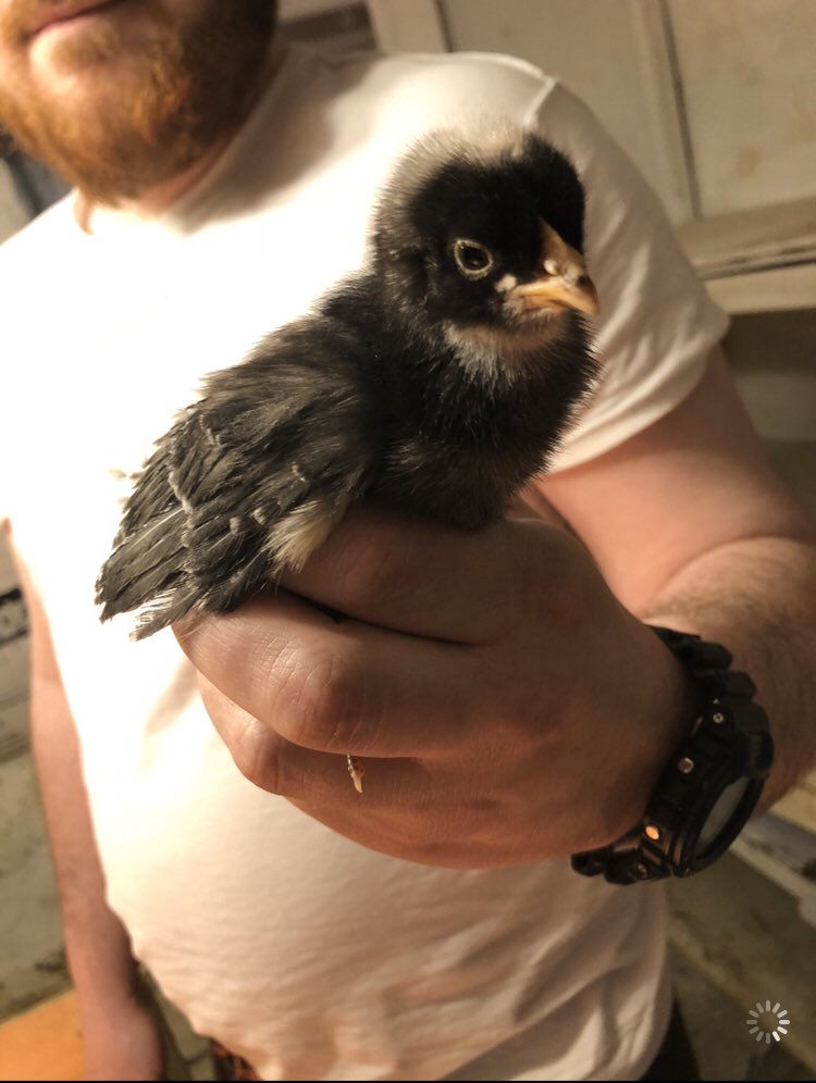 JayraeLong's tweet photo. Follow my babies on insta!! Or see our livestream at https://t.co/UJW2NpgXRe #backyardchicks #chicksfordays #chickmama #chickens #6chicks #livestream https://t.co/gswK54XtVq