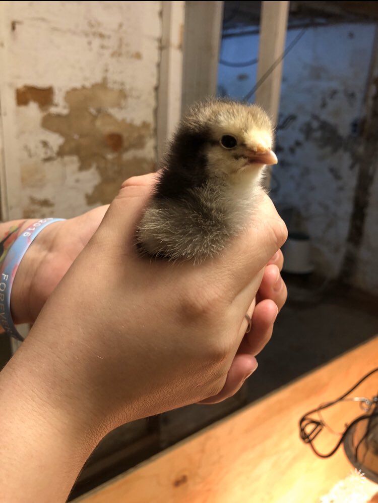 JayraeLong's tweet photo. Follow my babies on insta!! Or see our livestream at https://t.co/UJW2NpgXRe #backyardchicks #chicksfordays #chickmama #chickens #6chicks #livestream https://t.co/gswK54XtVq