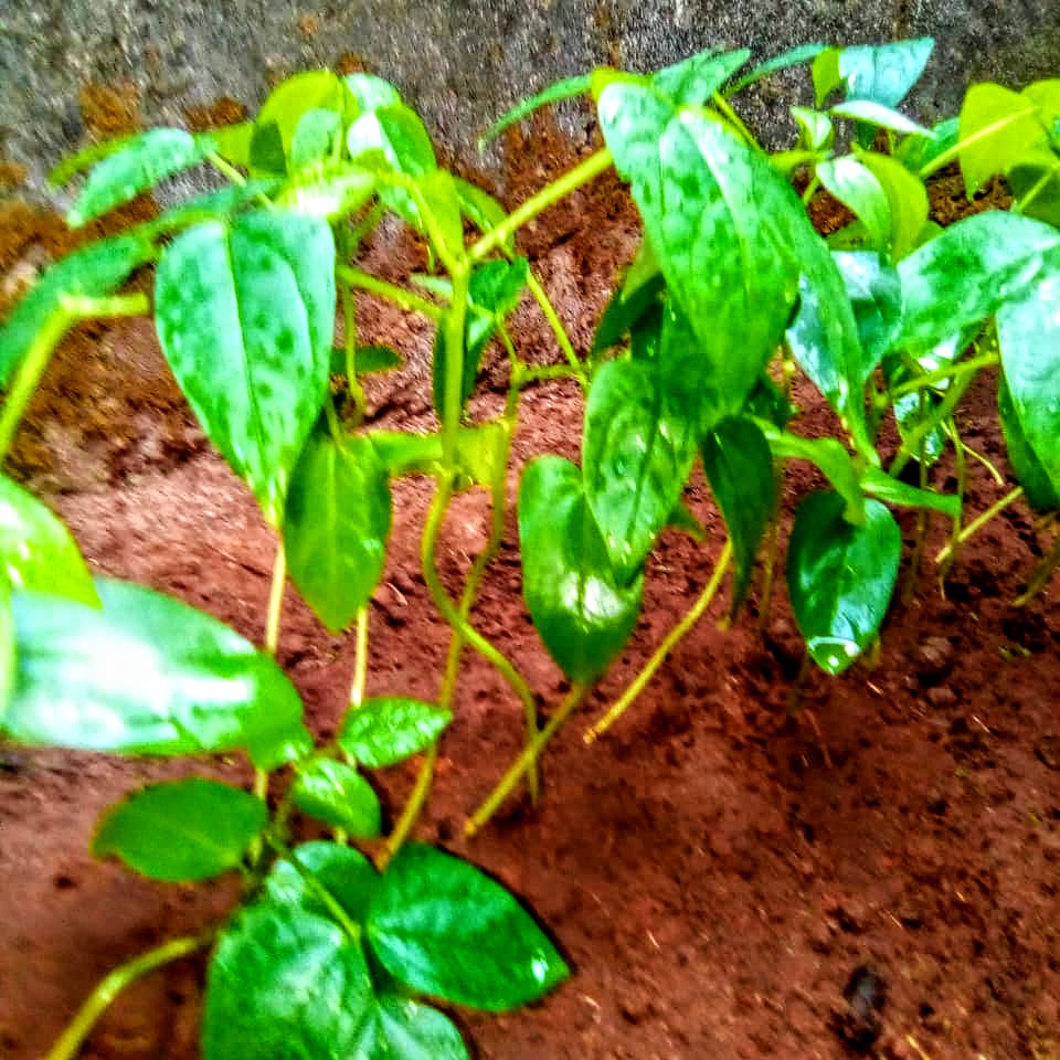 CorpFarmers_int's tweet photo. "Educating youth about -- and instilling an interest in -- agriculture is about more than looking at a number on a budget line. It is about recognizing an investment in the state's future." 

Farm Owner: Precilia 
Occupation: Agropreneur
School: OOU Ogun state

cc: @SulaiOdus https://t.co/wqFnz6k6x9