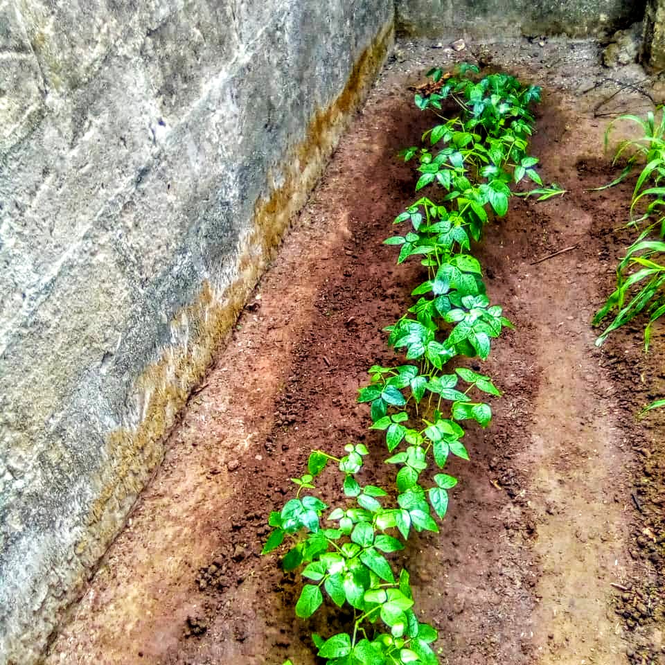 CorpFarmers_int's tweet photo. "Educating youth about -- and instilling an interest in -- agriculture is about more than looking at a number on a budget line. It is about recognizing an investment in the state's future." 

Farm Owner: Precilia 
Occupation: Agropreneur
School: OOU Ogun state

cc: @SulaiOdus https://t.co/wqFnz6k6x9