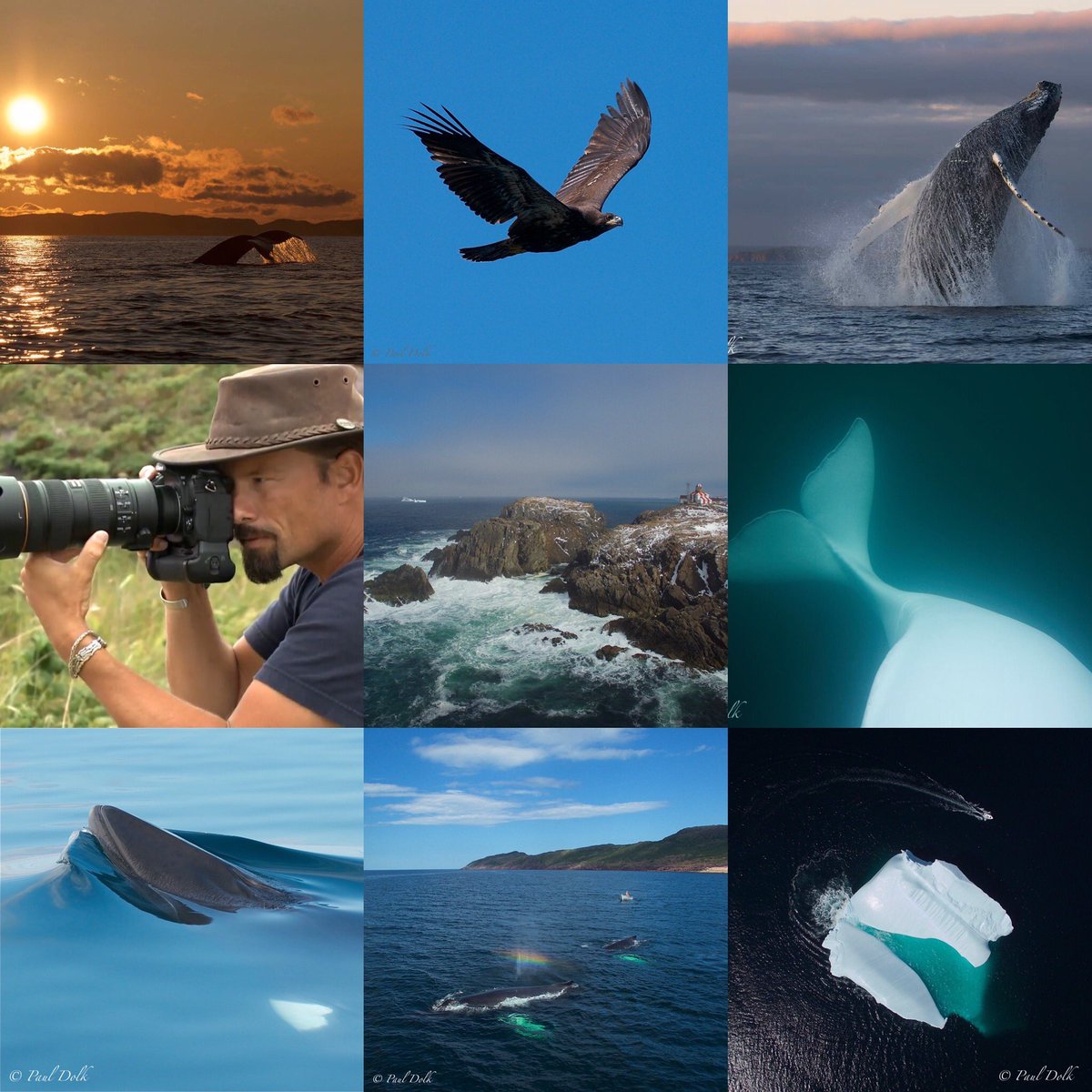 Happy Earth Day! 🌎🌍🌏 #earthday #eagle #beluga #pauldolk #sunset #minke #capebonavista #breach #humpbackwhale #iceberg
