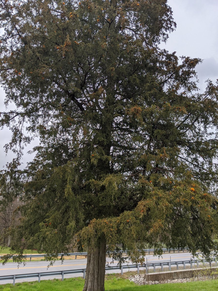 stephenlmeyers's tweet photo. The cedar apple rust is putting on quite a show today. This is an Eastern red cedar in my front yard- about 80 ft from an apple tree. More info from @PurdueExtension available here: https://t.co/0qew6HsUc2 https://t.co/n3lYNttbMv