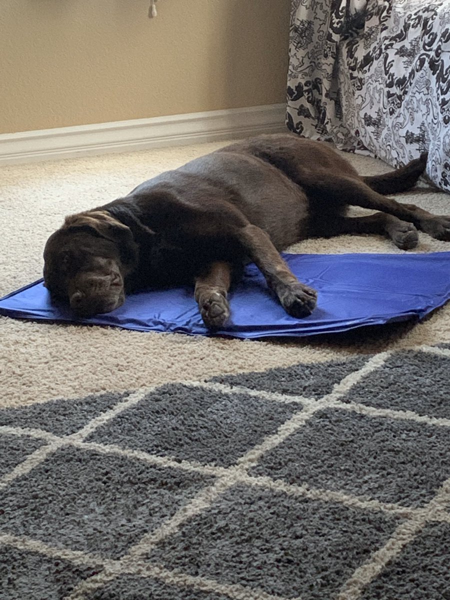 angelinabaray's tweet photo. Heard @just1nbruce and @danibeckstrom say things were going to warm up these next few days. So I gave the dog a bath and brought out his cooling pad. I don’t think he gets the concept tho. #dogDaysOfSpring #lasVegas #gettinHotOutThere https://t.co/7rtJH9pCRN