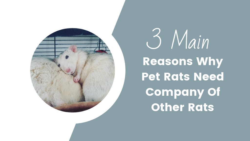 Why Pet Rats Need Company Of Other Rats: 3 Important Reasons 🐁🐀
#Rats #RatsOnTwitter #Rattybox rattybox.com/why-pet-rats-n…