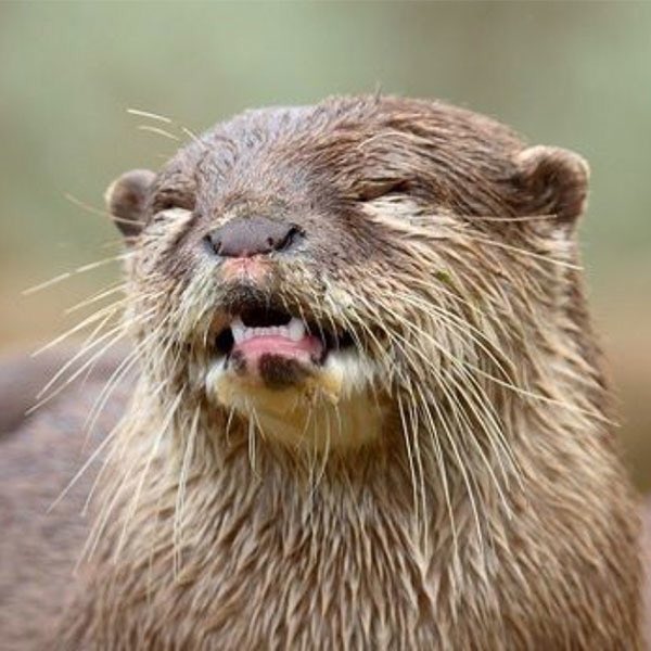 The Weeknd as otters, a thread.