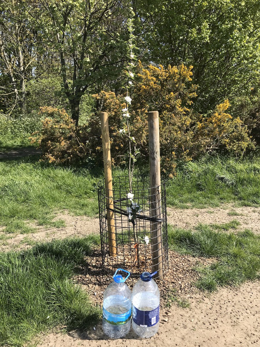 treeruss's tweet photo. Have just reorganised @TM_Hackney #TreeWatering operations to facilitate individuals & small groups to water trees whilst maintaining social distancing.
#MulchIt #WaterIt
More on adopting trees near you shortly.
#HackneyTrees #TreeAfterCare
#ATreeIsNotJust4Planting https://t.co/Dp3sNEsgsi
