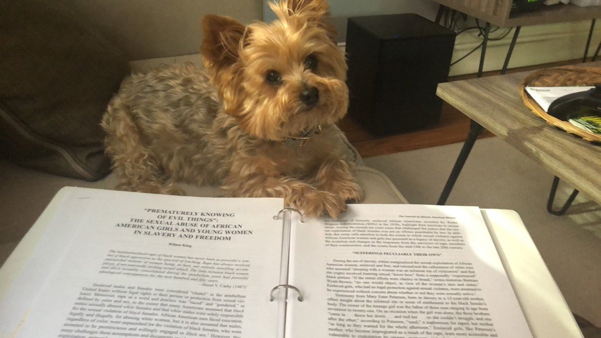 julnilsmith's tweet image. Dogs enjoying #websterathome