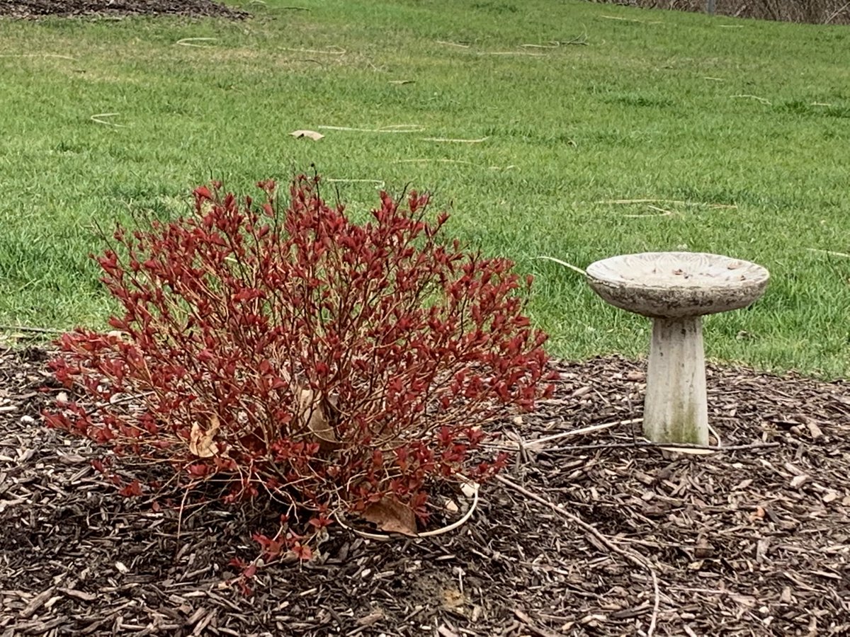 Flower Power Spirit Day! I love to see spring in bloom. Happy Earth Day Week! ⁦<a href="/KurtzElementary/">Paws the Cougar</a>⁩