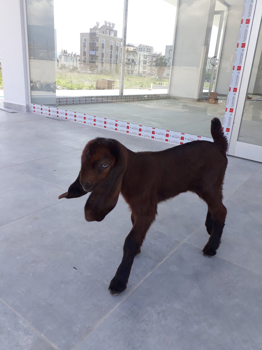 Ayhan (@ayhan51288555) on Twitter photo 